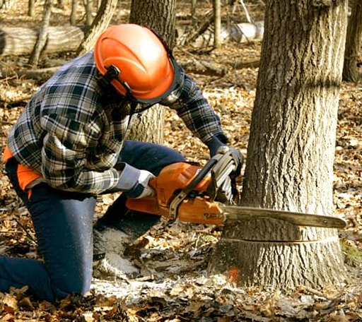 Tree Removal in Vossburg, MS